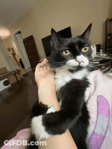 A Black And White Cat Sits On A Person 'S Lap GIF