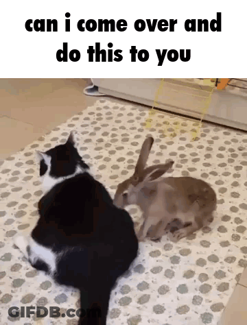 A Black And White Cat Sitting Next To A Rabbit On A Rug With The Words Can I Come Over And Do This To You GIF