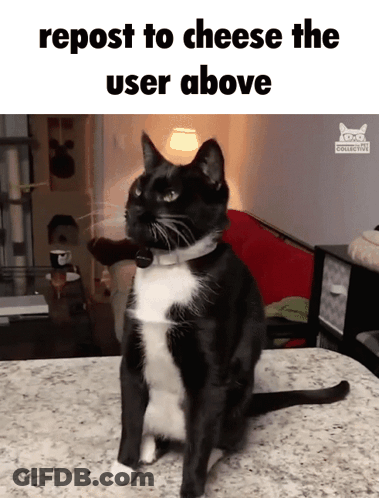 A Black And White Cat Sitting On A Counter With The Words Repost To Cheese The User Above GIF