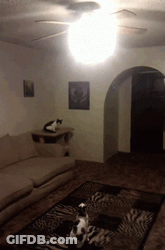 A Black And White Cat Sitting On A Shelf In A Living Room GIF