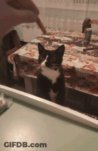 A Black And White Cat Sitting On A Table With A Can Of Soda In The Background GIF