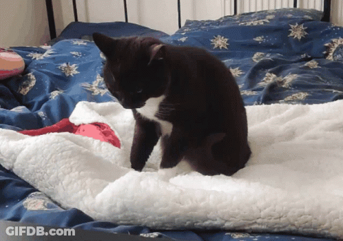 A Black And White Cat Sitting On A White Blanket GIF