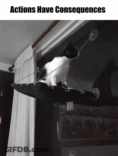 A Black And White Cat Sitting On A Window Hammock With The Words Actions Have Consequences Above It GIF