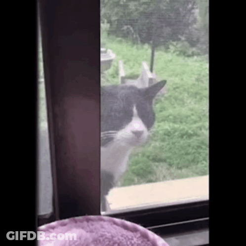 A Black And White Cat Standing In Front Of A Window Looking Out . GIF