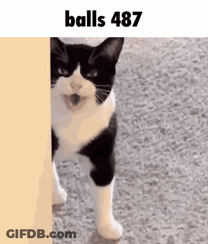 A Black And White Cat Standing Next To A Wall With The Words Balls 487 On The Bottom GIF