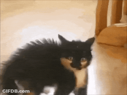 A Black And White Cat Standing On A Wooden Floor Looking At The Camera GIF