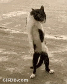 A Black And White Cat Standing On Its Hind Legs On A Sidewalk . GIF