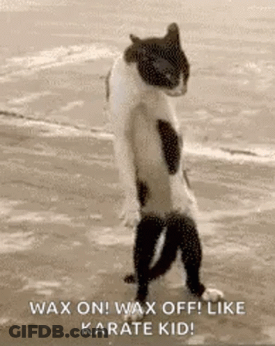 A Black And White Cat Standing On Its Hind Legs On The Beach . GIF