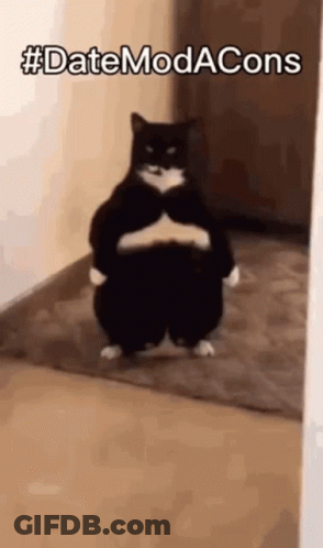 A Black And White Cat Standing On Its Hind Legs With A Caption That Says Date Modacons GIF