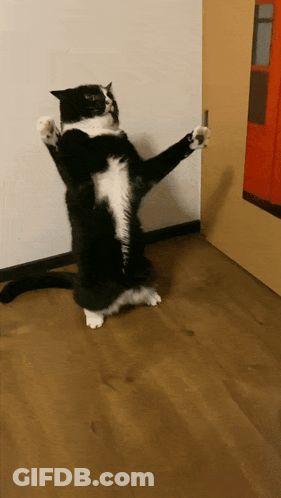 A Black And White Cat Standing On Its Hind Legs With Its Paws Outstretched GIF