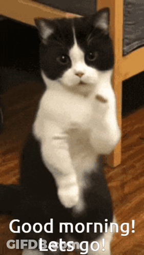 A Black And White Cat Standing On Its Hind Legs With The Words " Good Morning Lets Go " Below It GIF