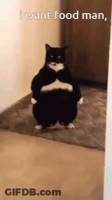 A Black And White Cat Standing On Its Hind Legs With The Words " I Want Food Man " Written Below It GIF
