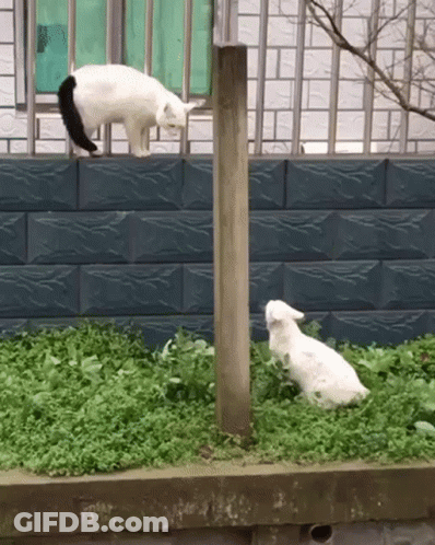 A Black And White Cat Standing On Top Of A Brick Wall Next To A White Dog GIF