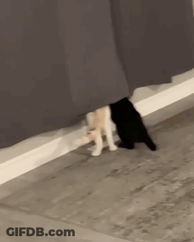 A Black And White Cat Standing Under A Curtain GIF