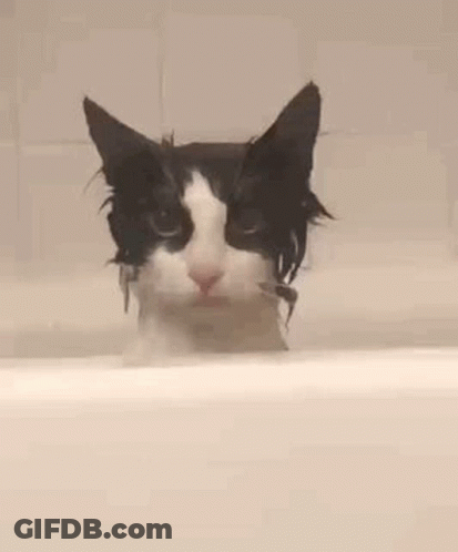 A Black And White Cat Taking A Bath In A Bathtub . GIF