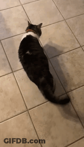 A Black And White Cat Walking On A Tile Floor GIF
