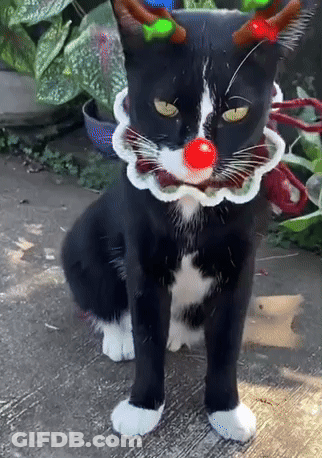 A Black And White Cat Wearing A Christmas Costume With A Red Nose GIF