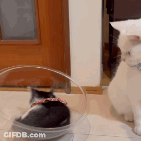 A Black And White Cat Wearing A Red And White Collar Looks At Another Cat GIF