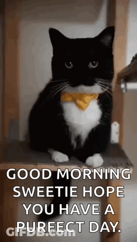 A Black And White Cat Wearing A Yellow Bow Tie Is Sitting On A Wooden Shelf . GIF