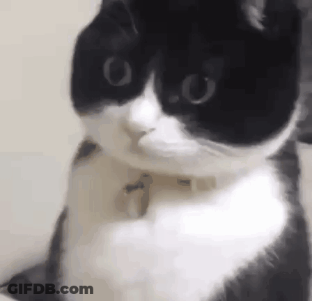 A Black And White Cat With A Collar Is Sitting On A Bed Looking At The Camera . GIF