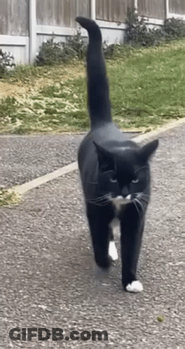 A Black And White Cat With A Long Tail Is Walking Down A Road GIF
