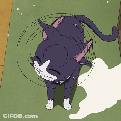 A Black And White Cat With A Ring Around Its Head GIF