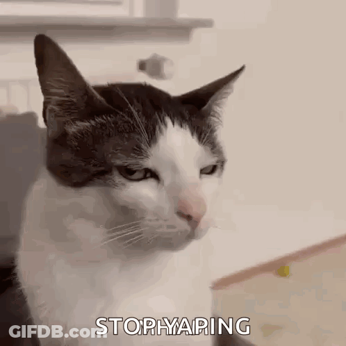 A Black And White Cat With A Serious Look On Its Face Is Sitting On A Table . GIF