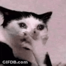 A Black And White Cat With A Surprised Look On Its Face Is Looking At The Camera . GIF
