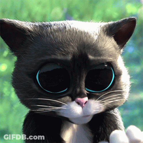 A Black And White Cat With Big Blue Eyes Looks At The Camera GIF