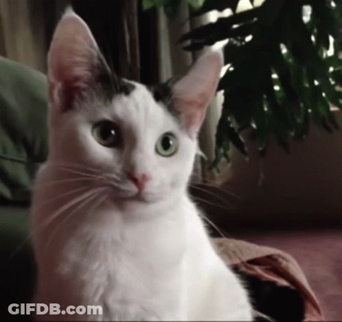 A Black And White Cat With Green Eyes Is Sitting On A Couch GIF