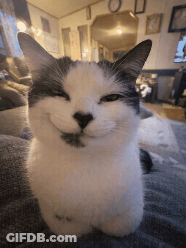 A Black And White Cat With Its Eyes Closed Looks At The Camera GIF