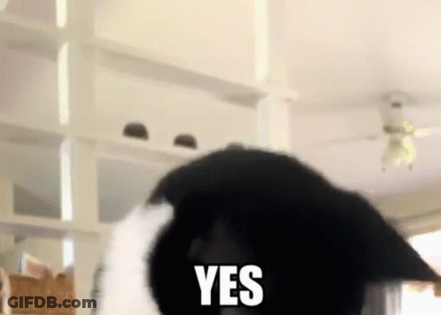 A Black And White Cat With The Word Yes Written On Its Face GIF