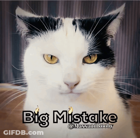 A Black And White Cat With The Words Big Mistake Written Below It GIF