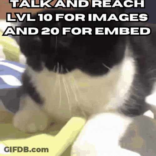 A Black And White Cat With The Words Talk And Reach Lv 10 For Images And 20 For Embed GIF