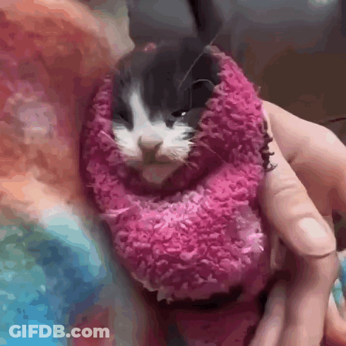 A Black And White Cat Wrapped In A Pink Blanket . GIF
