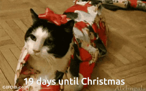 A Black And White Cat Wrapped In Christmas Wrapping Paper With The Words 19 Days Until Christmas Below It GIF