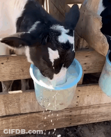 A Black And White Cow Drinking Milk From A Bucket With The Number 13 On It GIF