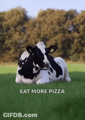 A Black And White Cow Is Laying In The Grass With The Words Eat More Pizza Below It GIF