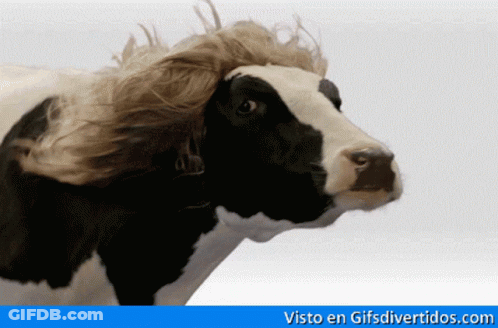 A Black And White Cow With A Wig On Its Head And The Website Visto En Gifs Divertidos.com GIF