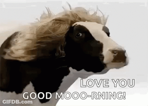 A Black And White Cow With A Wig On Its Head Is Saying `` Love You Good Moo-Rning ! '' GIF