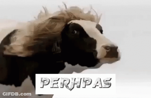 A Black And White Cow With A Wig On Its Head Is Standing On A White Background . GIF