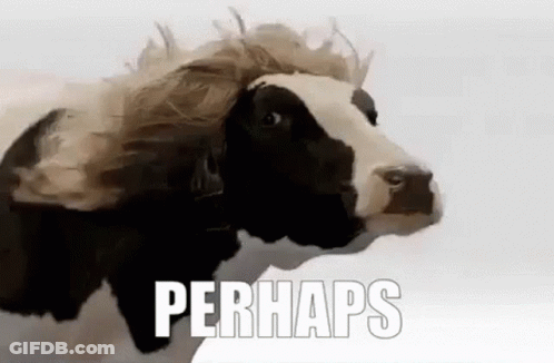 A Black And White Cow With A Wig On Its Head Is Standing On A White Surface . GIF