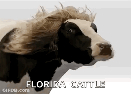 A Black And White Cow With A Wig On Its Head Is Wearing A Wig . GIF