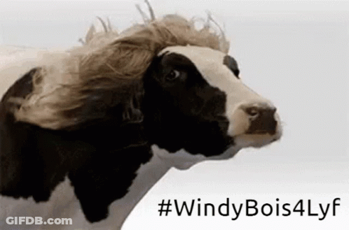 A Black And White Cow With A Wig On Its Head With # Windy Bois4lyf Written Below It GIF