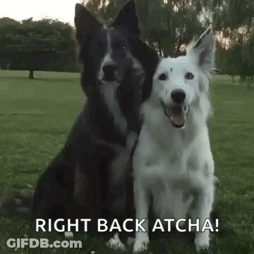 A Black And White Dog Are Sitting Next To Each Other In A Field . GIF