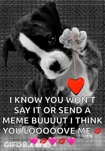 A Black And White Dog Holding A Red Heart In Its Paws GIF