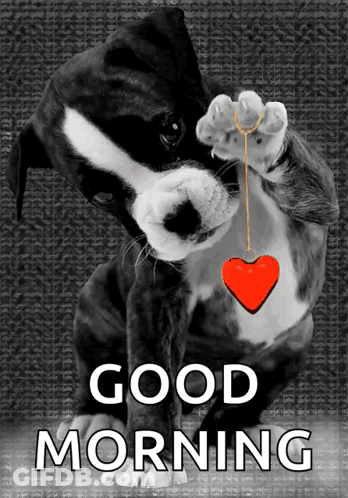 A Black And White Dog Holding A Red Heart With The Words Good Morning Below GIF