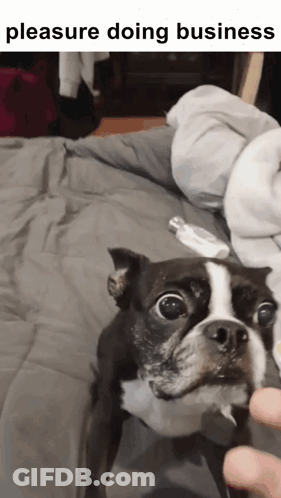 A Black And White Dog Is Being Held By A Person With The Words Pleasure Doing Business Above It GIF
