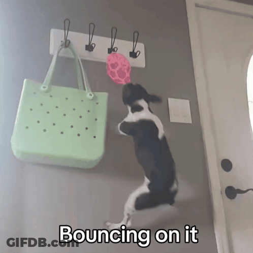 A Black And White Dog Is Jumping On A Hook With The Words Bouncing On It Below It GIF