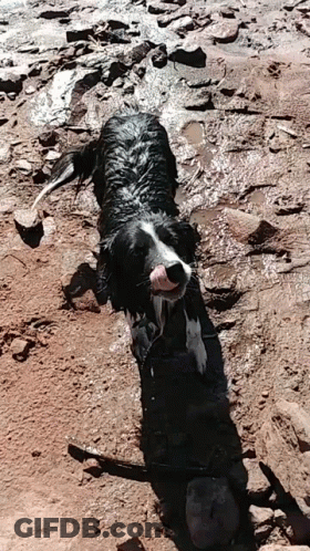 A Black And White Dog Is Laying In The Dirt And Water . GIF